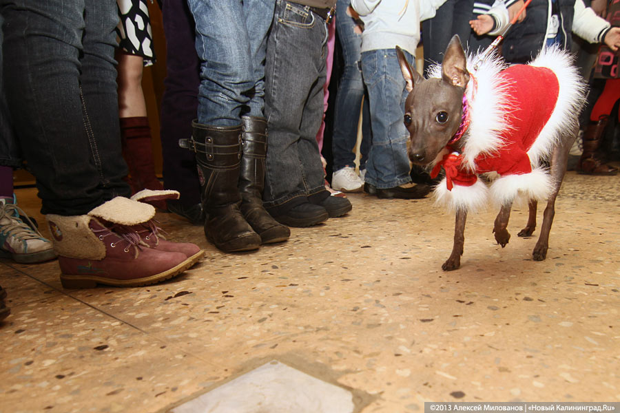 «Ой какая маленькая»: дефиле мини-собачек в музее янтаря