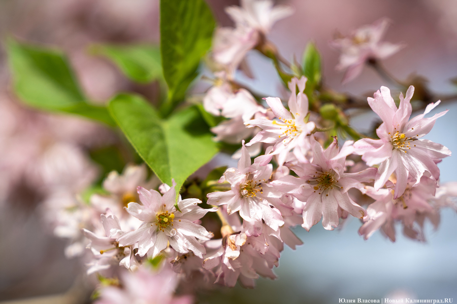 Показываем, как в Ботаническом саду цветут магнолии (фото)