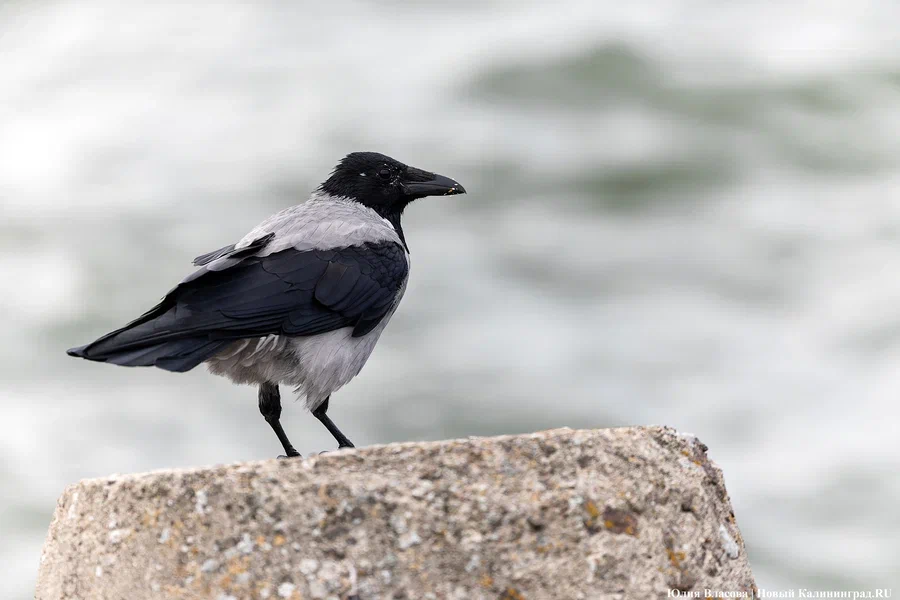Погода в Калининградской области 10 декабря