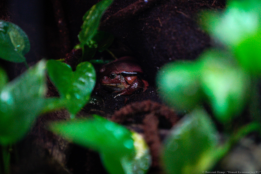 Жаба, гадюка и другие: в зоопарке открылся террариум после ремонта (фото)