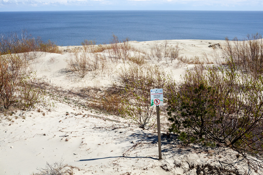 «Надо что-то делать, это нереально»: Куршская коса едва справляется с турпотоком