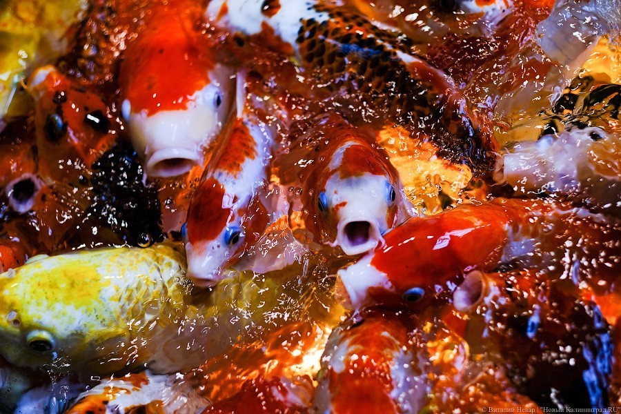 Тыква на обед, а не за билет! Показательное кормление животных в зоопарке (фото)