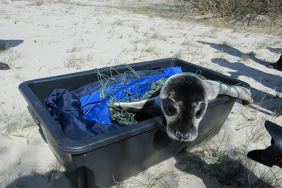 Сотрудники Калининградского зоопарка выпустили вылеченного тюленя в море (фото)