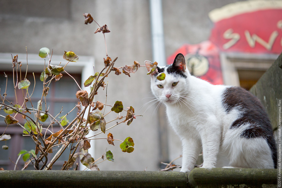Праздник колеса: ярмарка Св. Доминика в Гданьске 