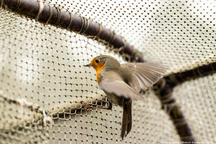 Туманность Куршской косы: как ловят и кольцуют птиц на «Фрингилле» (фото) 