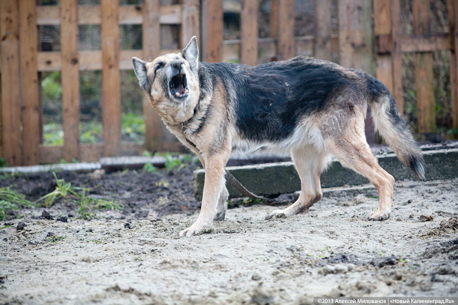 Куратор передержки для бездомных животных: «Они становятся как родные»
