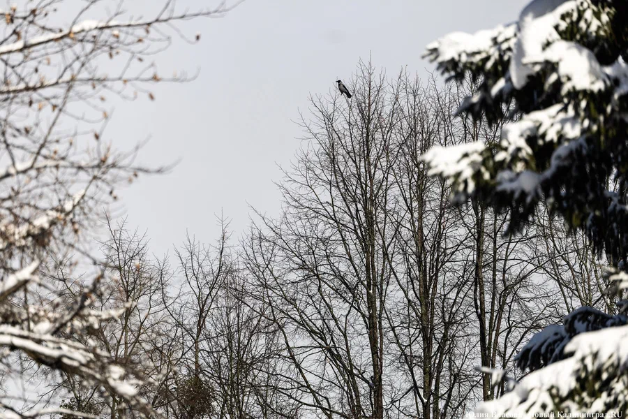 Генпрокуратура: на Куршской косе была создана возможность круглогодичной охоты