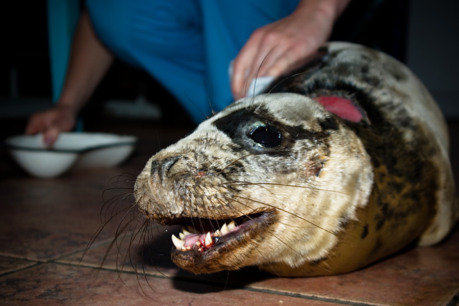 Тюлененку-подкидышу сделали операцию и удалили 6 зубов (+фото)