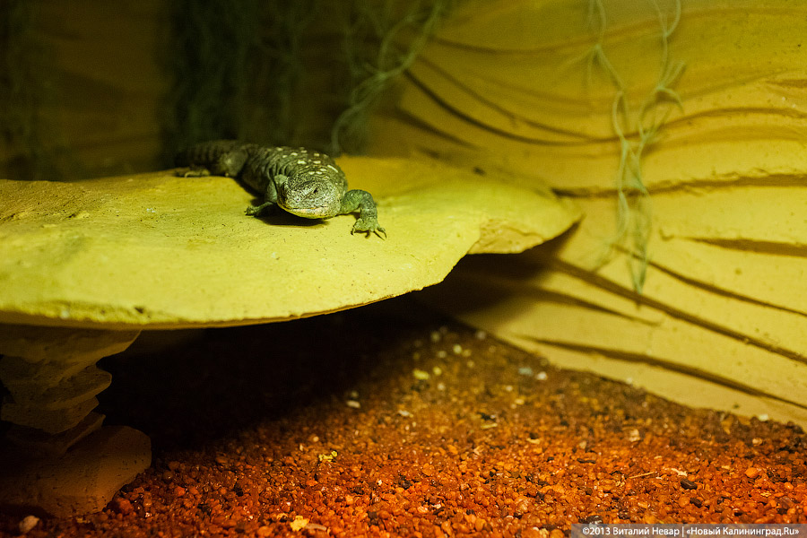 «Зов джунглей»: фоторепортаж с открытия первого калининградского экзотариума
