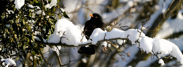 Вечерний @Калининград: дело «Балтберегозащиты», ВНЖ депутата и платежки