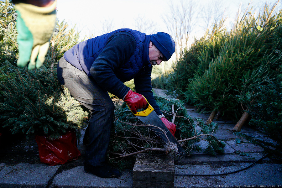 Губернаторский распил: как Алиханов ёлку выбирал