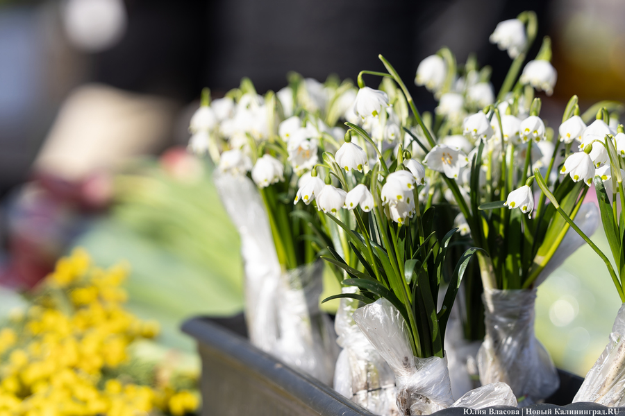 Кругом мимозы и тюльпаны: как выглядят улицы Калининграда 8 марта (фото)