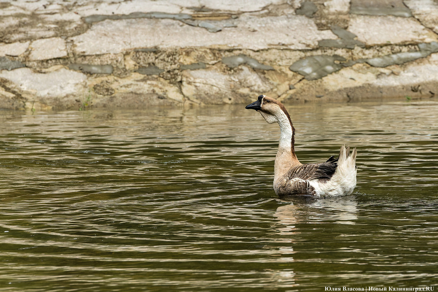 Вольные птицы: в зоопарке Калининграда пернатых выпустили в водоемы (фото)