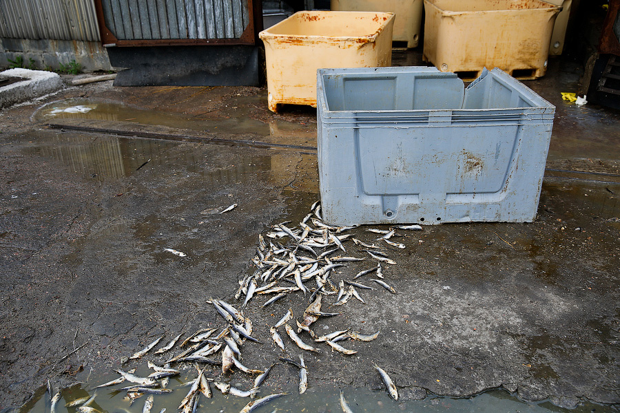 Без паники и спасибо Путину: что думают производители хлеба и консервов о продовольственном эмбарго