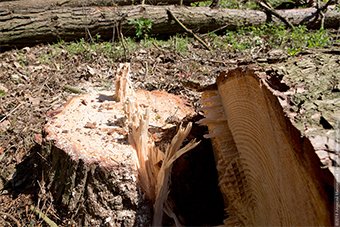 УМВД: под Славском местный житель незаконно вырубил деревьев на 2 миллиона рублей