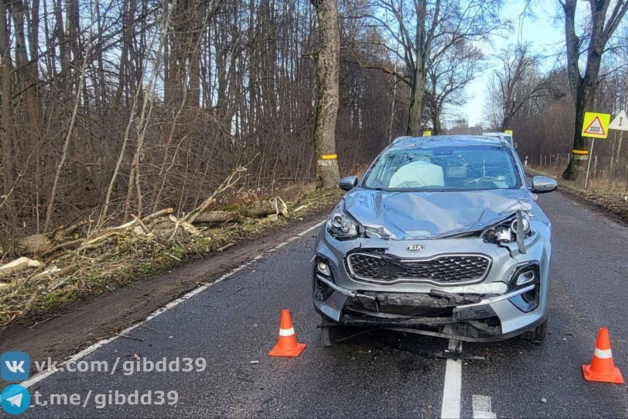 В Зеленоградском районе авто врезалось в упавшее дерево, пострадал ребенок