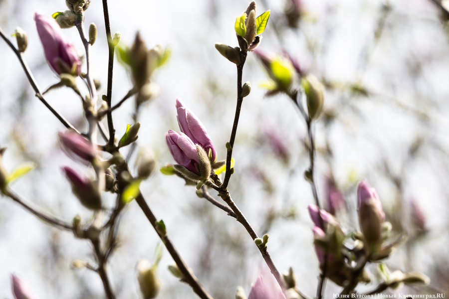 Показываем, как в Ботаническом саду цветут магнолии (фото)