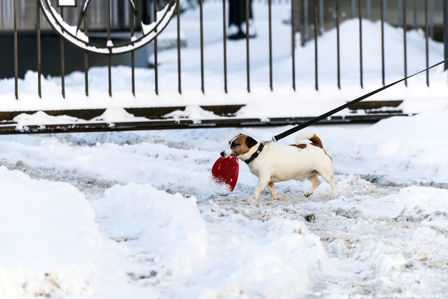 Зима не сдаётся: как выглядят улицы Калининграда после «снежного удара» (фото)