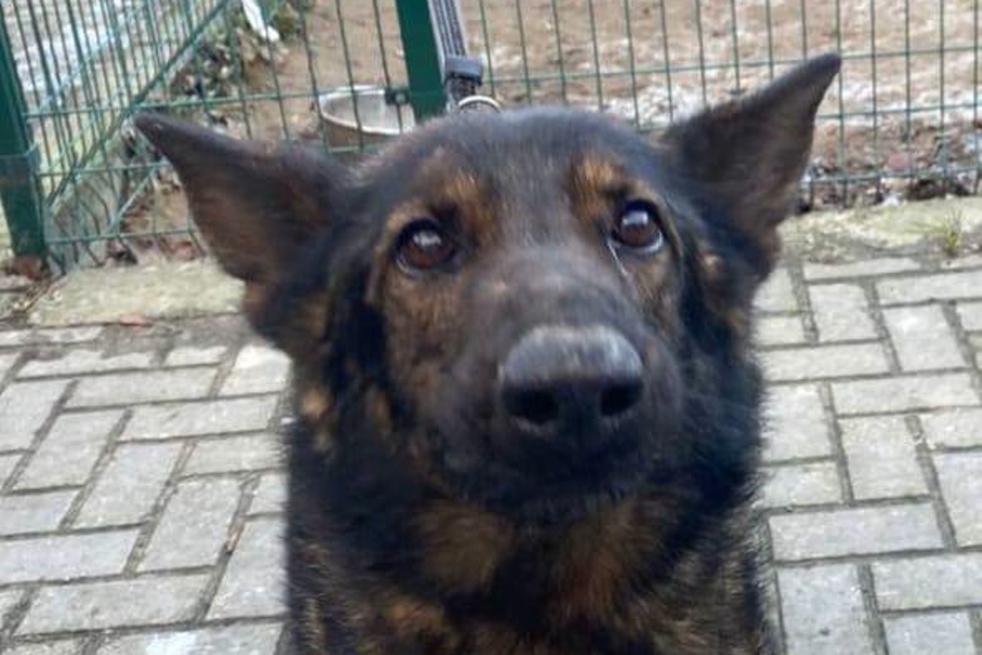 Полиция ищет хозяев для Бандита из Бобруйской крепости (фото)