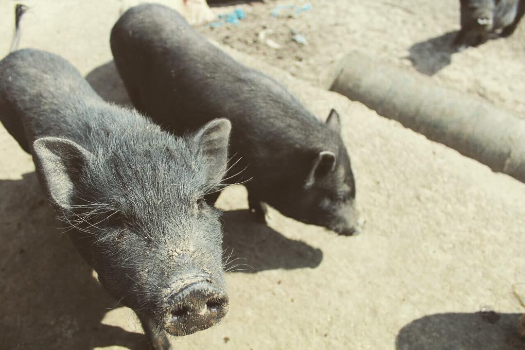 Подворье на Хуторской приглашает в гости в эту пятницу!