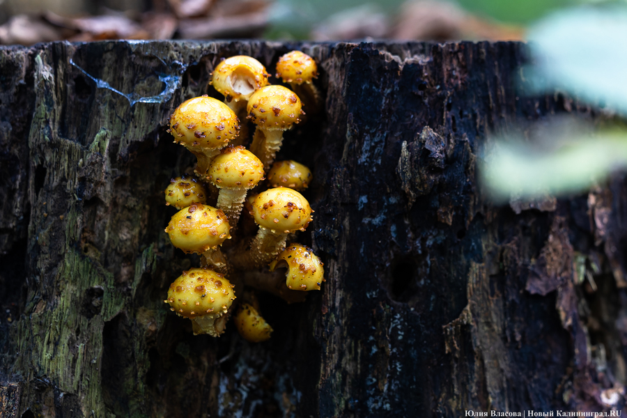 Они пошли: фоторепортаж с открытия «тихой охоты» в Калининградской области (фото)