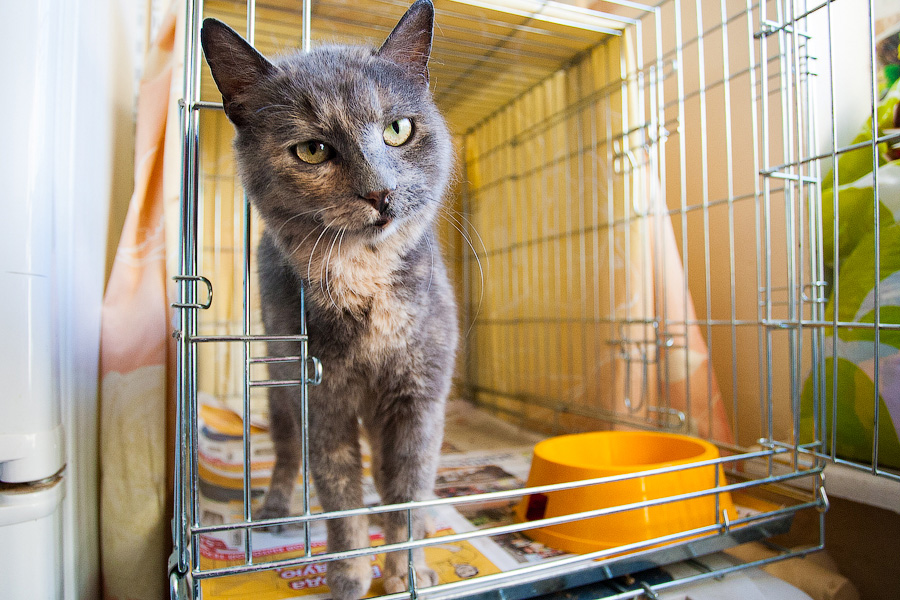 Хозяйка домашнего приюта в Светлогорске: «Мои животные не воют, не лают»