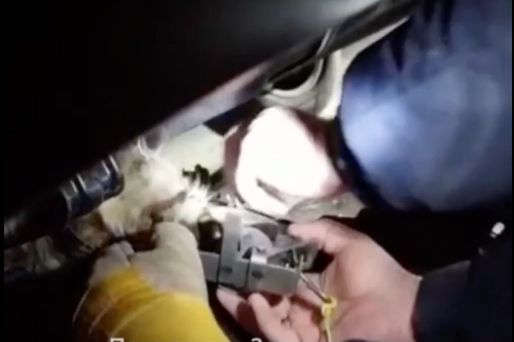 Полиция ищет того, кто установил капканы во дворе в Зеленоградске. Пострадала кошка