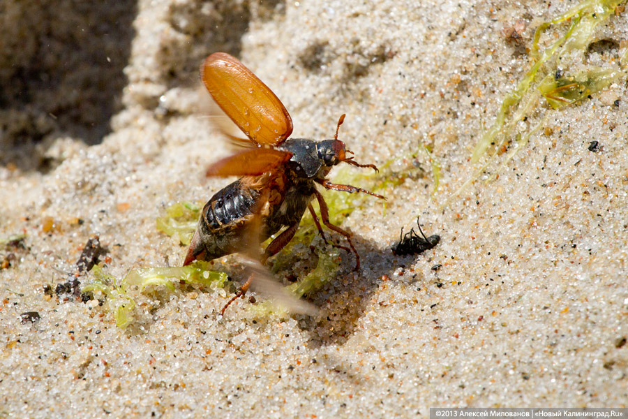Запустение и сиеста: Светлогорск накануне открытия пляжного сезона