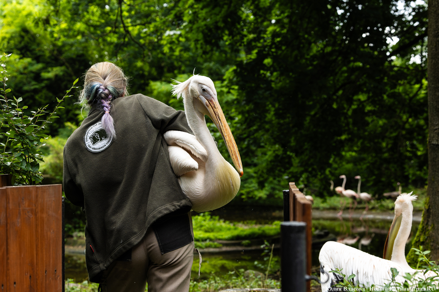 Вольные птицы: в зоопарке Калининграда пернатых выпустили в водоемы (фото)