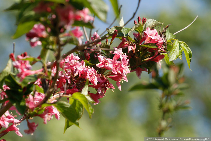 "Самая зеленая зона": фоторепортаж "Нового Калининграда.Ru"
