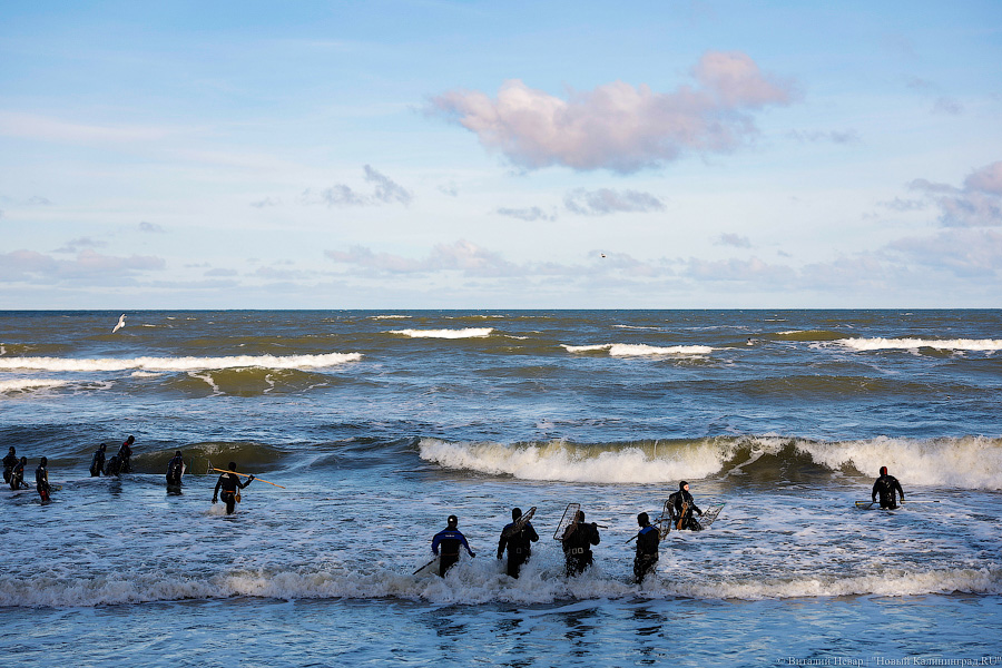 Лучшее время: как в Пионерском ловят янтарь после шторма (фото)