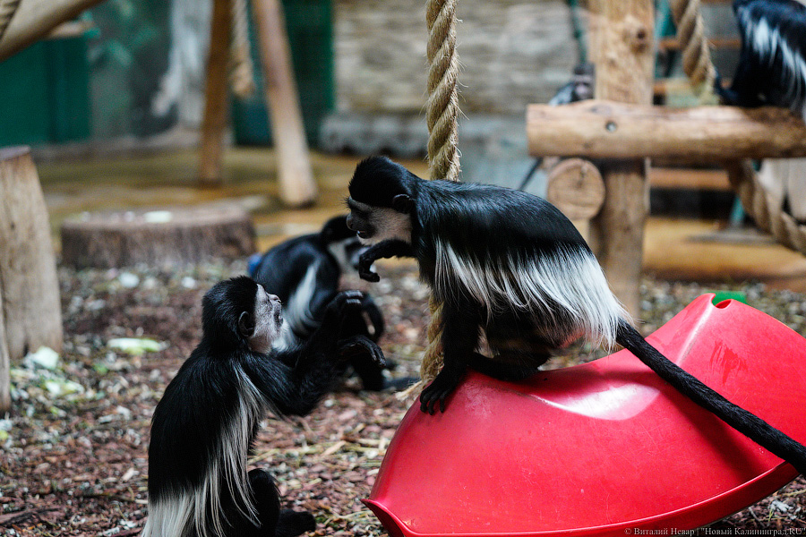 Принц Датский: как орангутан Антон обустроился в Калининградском зоопарке (фото)