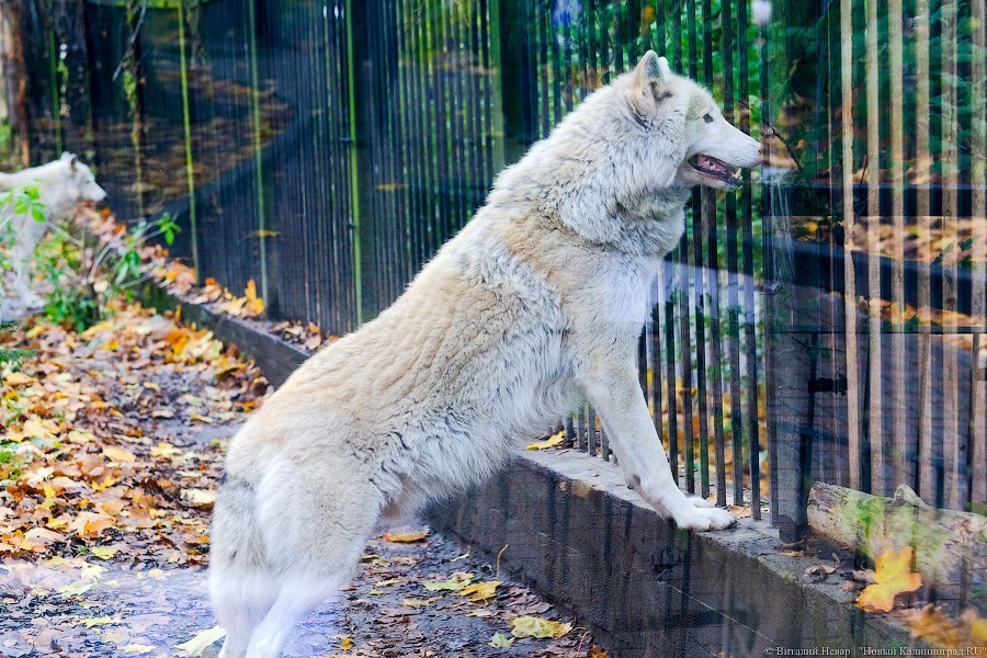 Тыква на обед, а не за билет! Показательное кормление животных в зоопарке (фото)