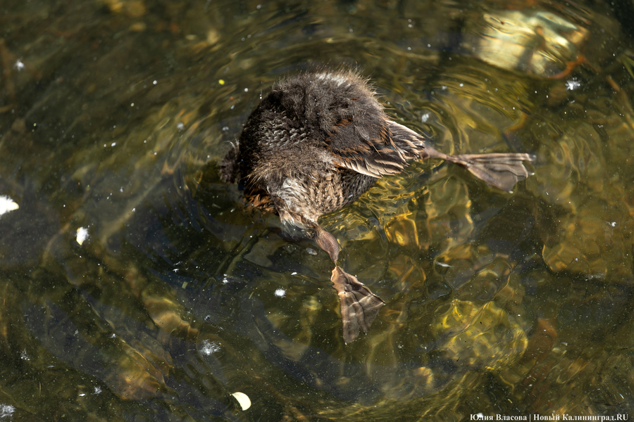Налог на сахар, стоимость проезда и психолог по ОМС: нововведения июля