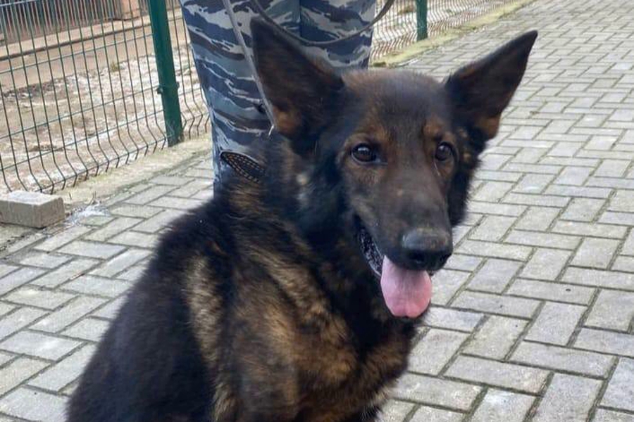 Полиция ищет хозяев для Бандита из Бобруйской крепости (фото)