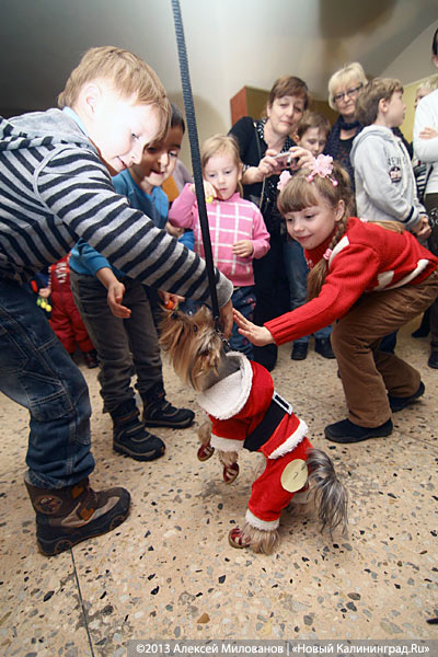«Ой какая маленькая»: дефиле мини-собачек в музее янтаря