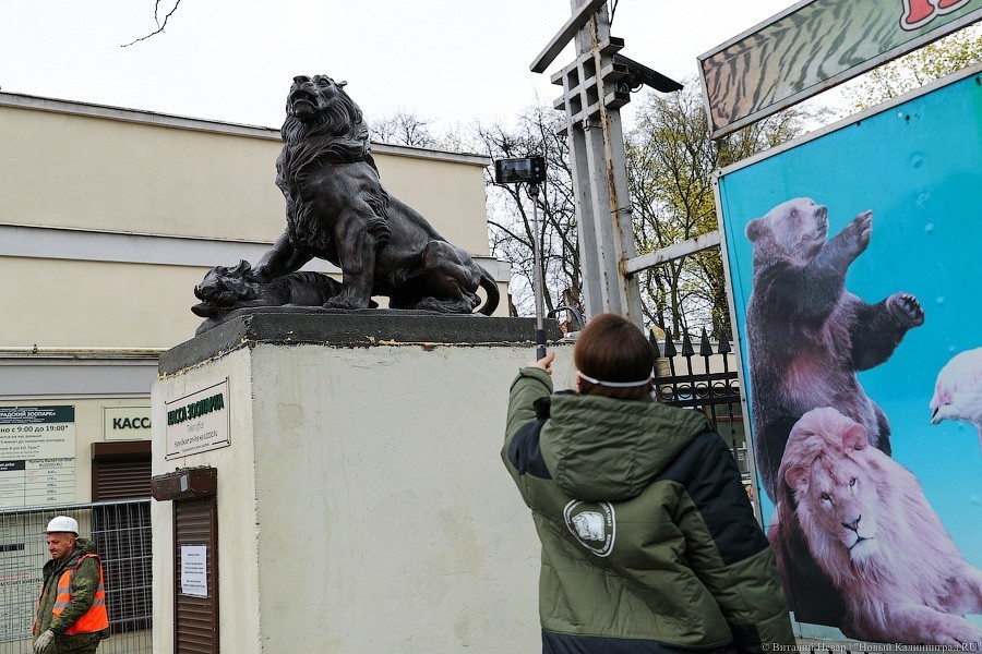 Звери из бронзы: на входе в Калининградский зоопарк установили новые скульптуры (фото)