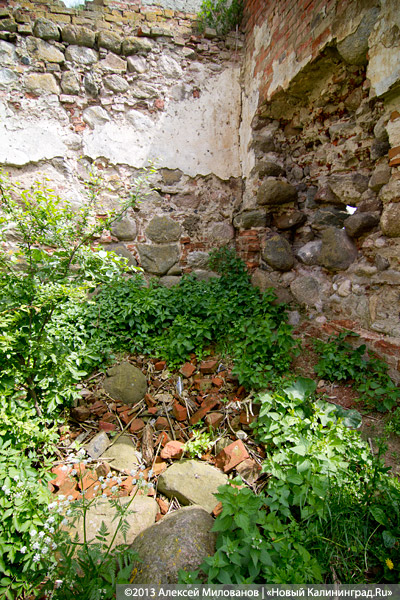 Навоз и куры: кирха 14-го века в поселке Каштаново стала пастбищем для скота