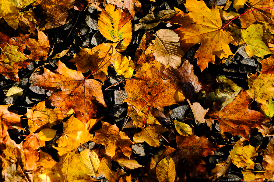 Дятлова: отказаться от полиэтиленовых пакетов при уборке листьев в Калининграде мешает ветер