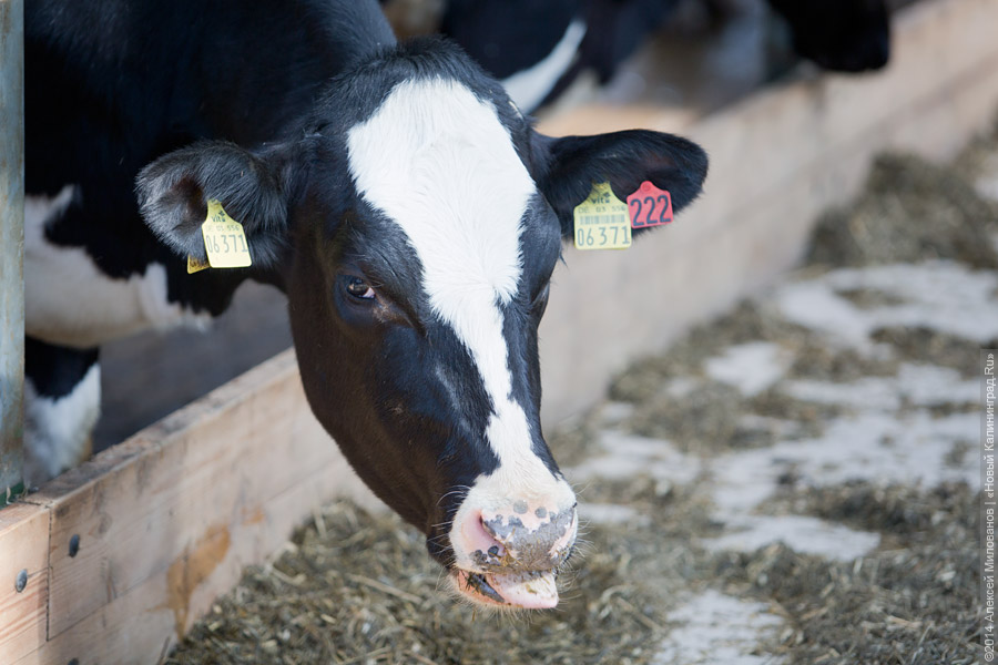 Голштино-фризская «карусель»: в Полесском районе открылся новый молочный комплекс (фото)