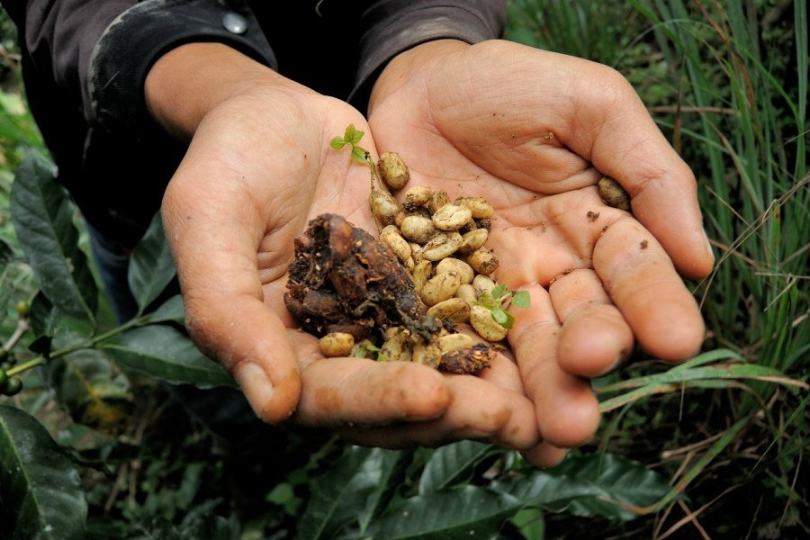 Один из самых дорогих кофе — лювак — теперь можно заказать в Калининграде