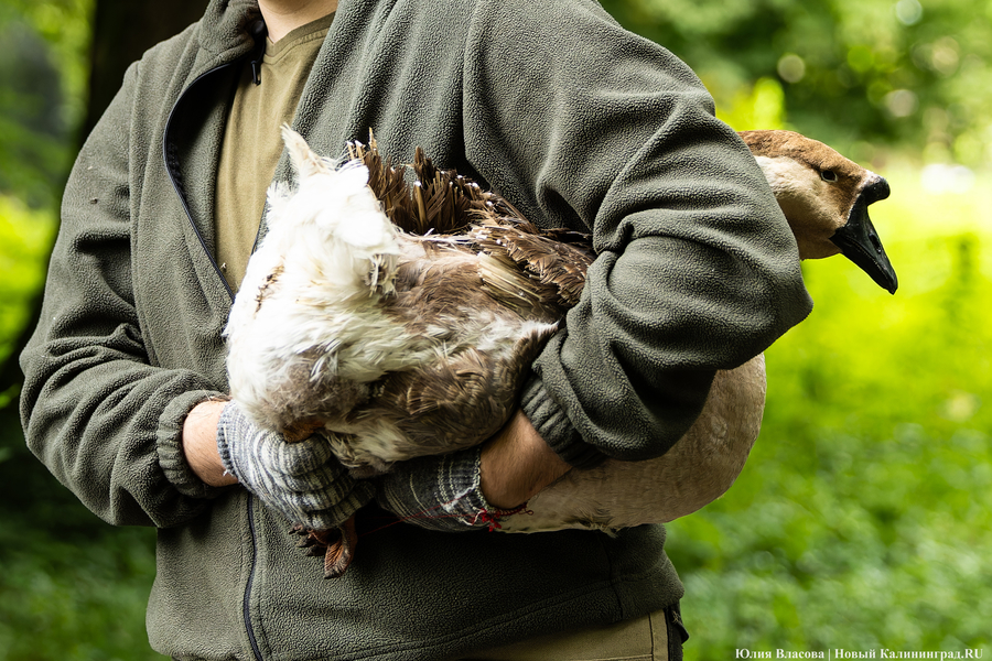 Вольные птицы: в зоопарке Калининграда пернатых выпустили в водоемы (фото)