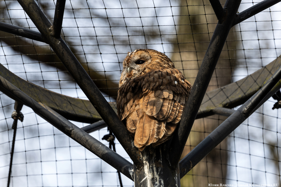 И пух, и перья: как в Калининградском зоопарке отметили День птиц (фото)
