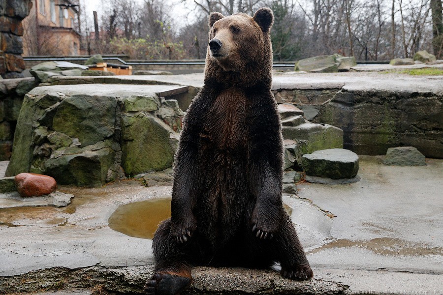 Калининградский зоопарк хочет переселить медведей в «Волчатник»