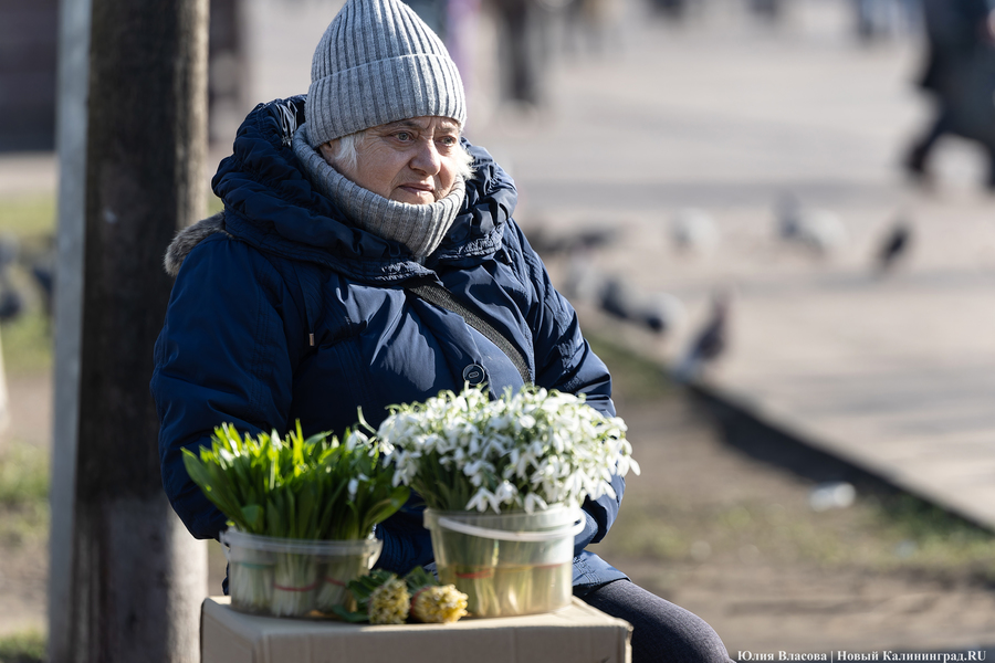 Кругом мимозы и тюльпаны: как выглядят улицы Калининграда 8 марта (фото)