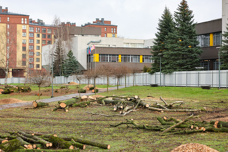 Минус 1,5 тыс. деревьев: на ул. Невского начались вырубки из-за строительства кампуса БФУ (фото)