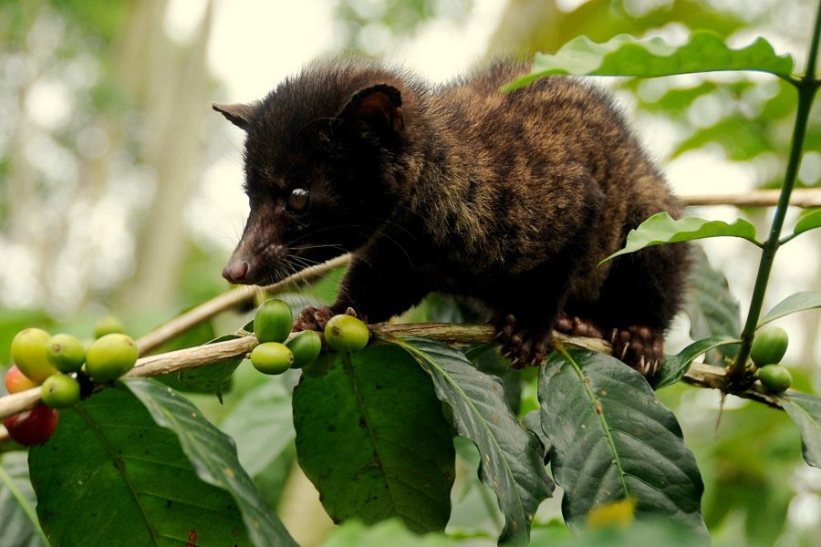 Один из самых дорогих кофе — лювак — теперь можно заказать в Калининграде