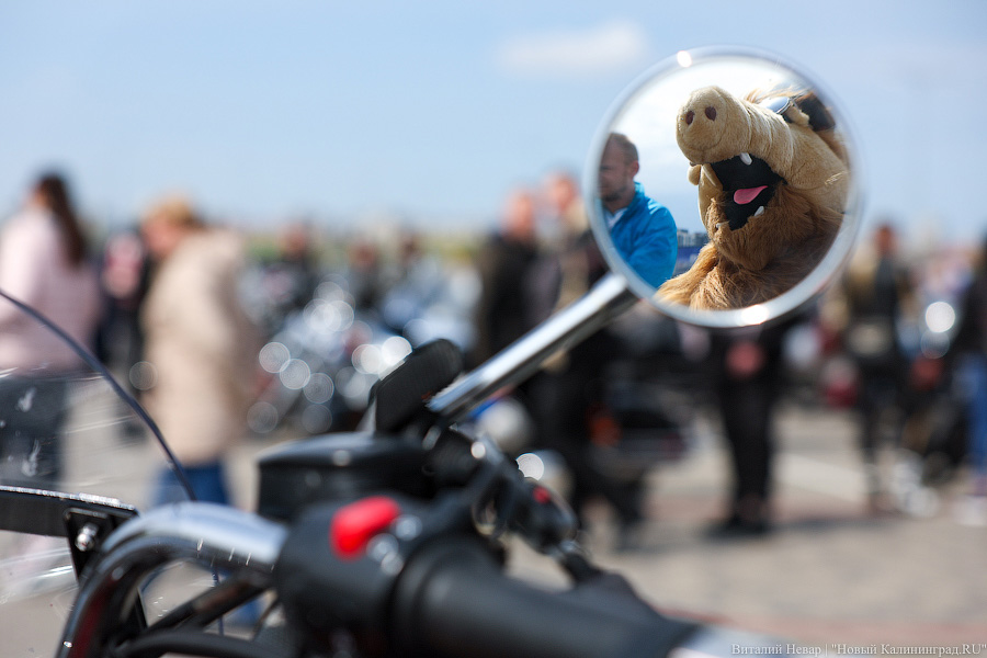 Дреды, шлемы и усы: в Калининграде официально стартовал мотосезон (фото)