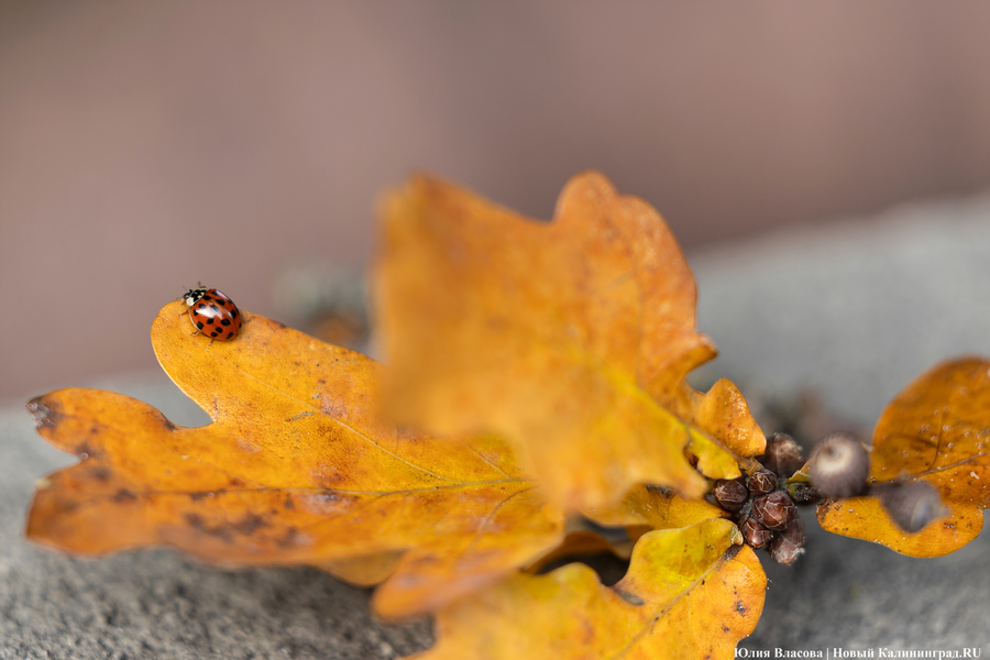 Погода в Калининграде 2 октября