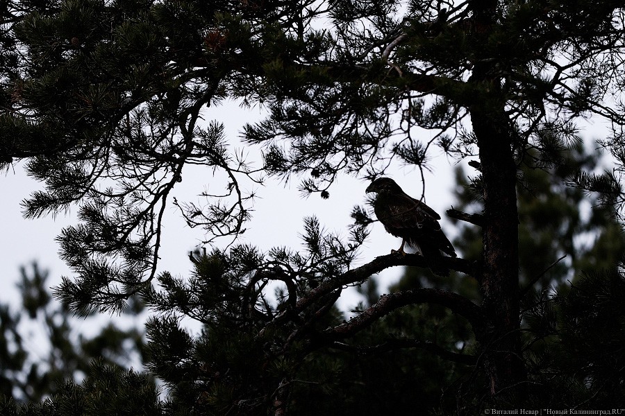 Пятеро местных и один залетный: на Куршской косе выпустили на волю канюков (фото)